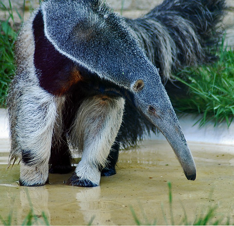 Giant Anteater