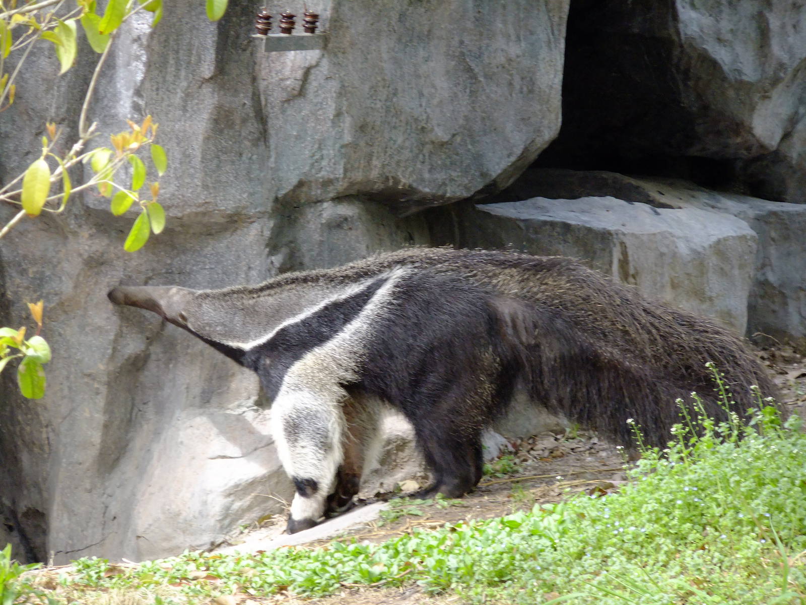 Giant Anteater