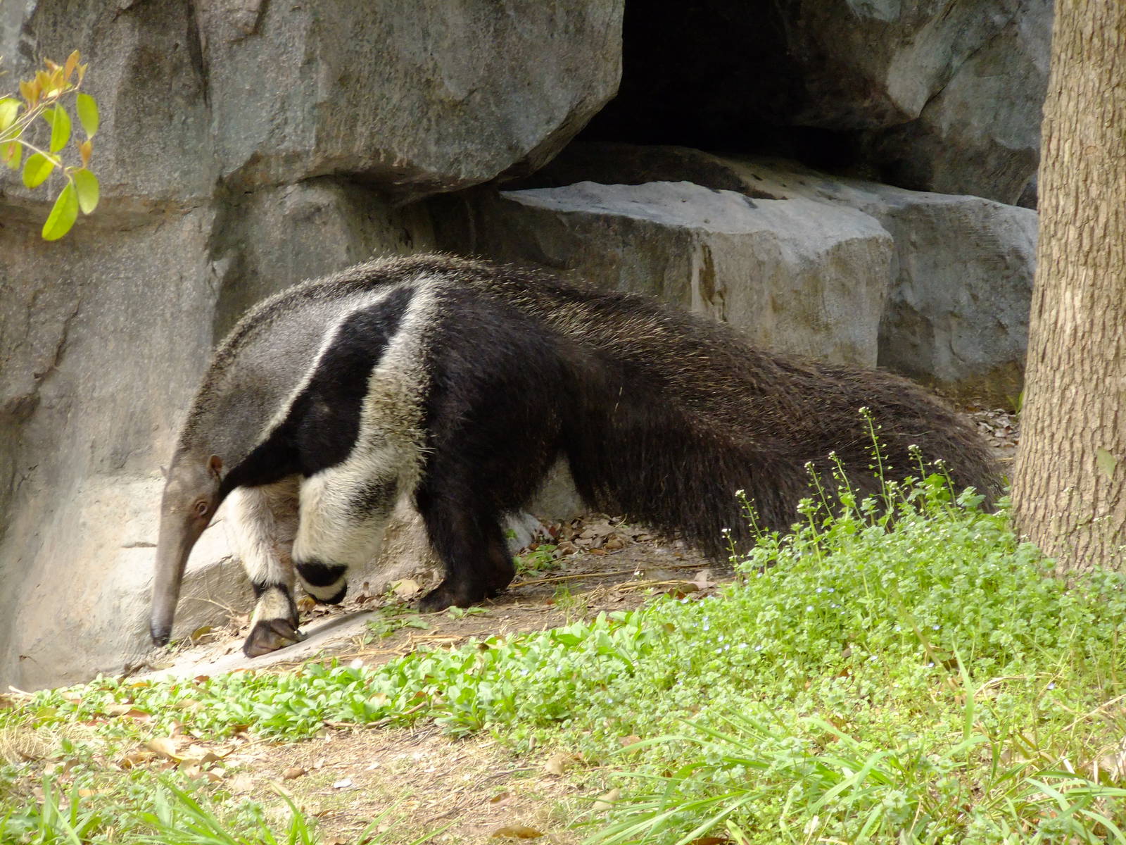 Giant Anteater