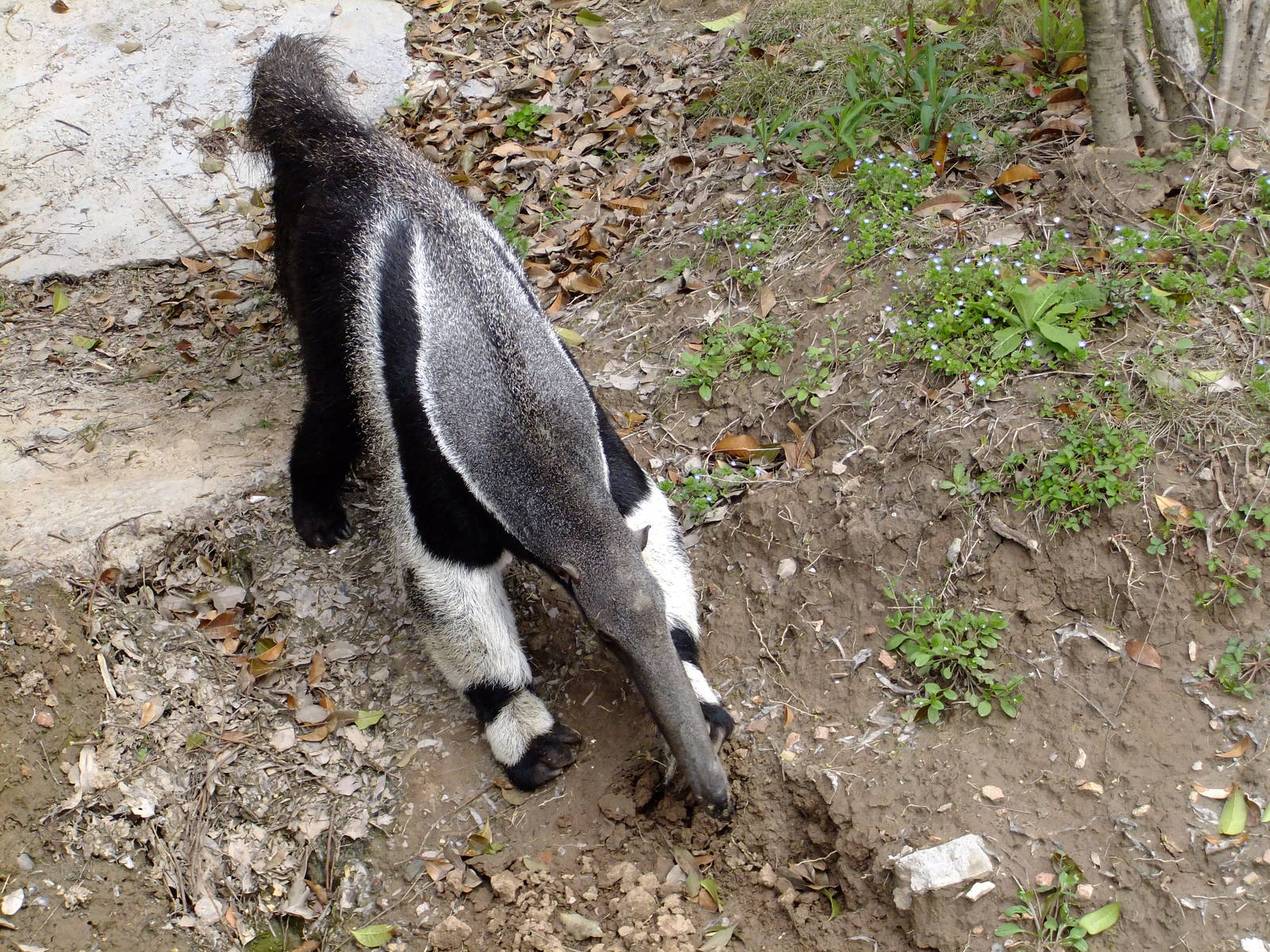 Giant Anteater