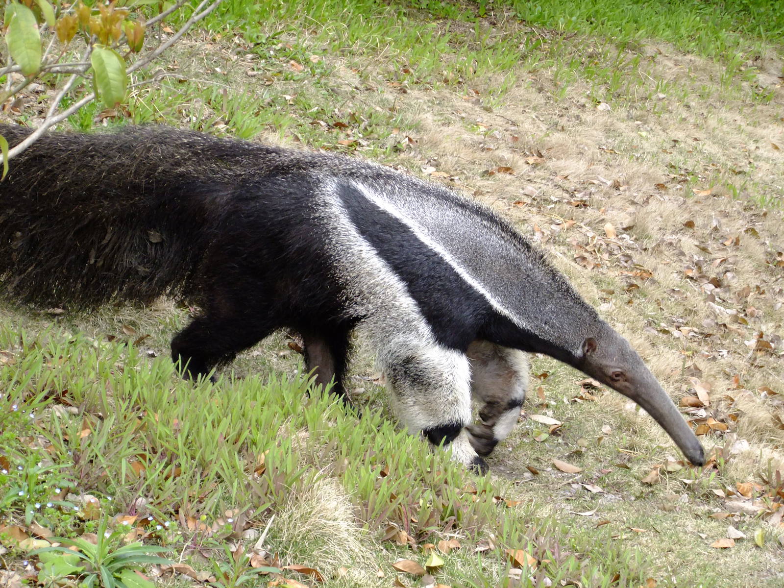 Giant Anteater