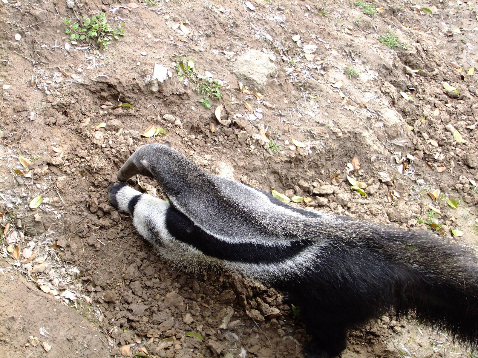 Giant Anteater