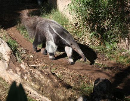 giant anteater