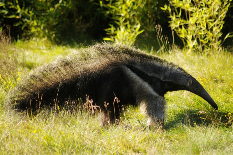 Giant anteater