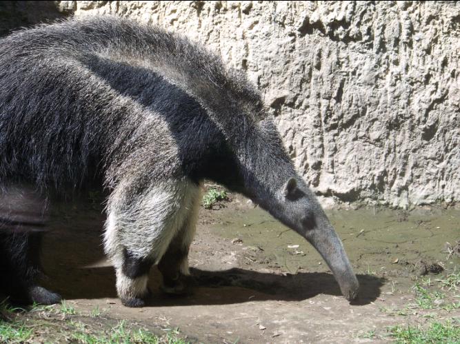 Giant Anteater