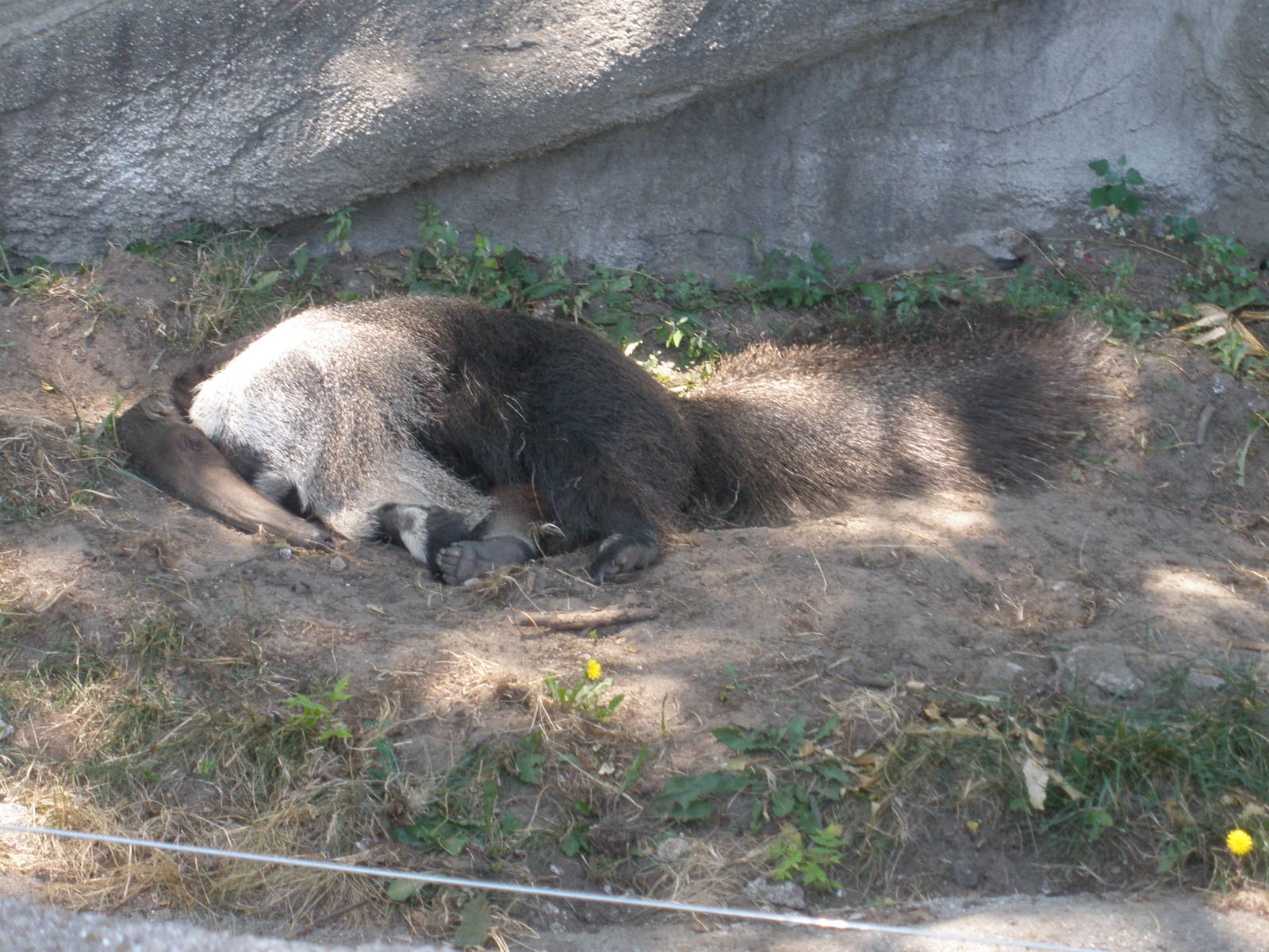 giant anteater