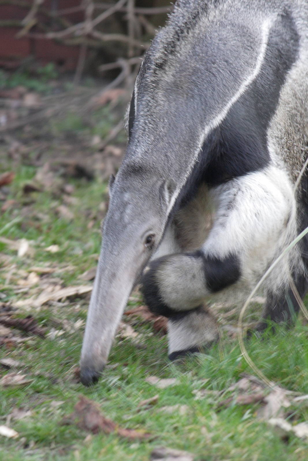 Giant anteater