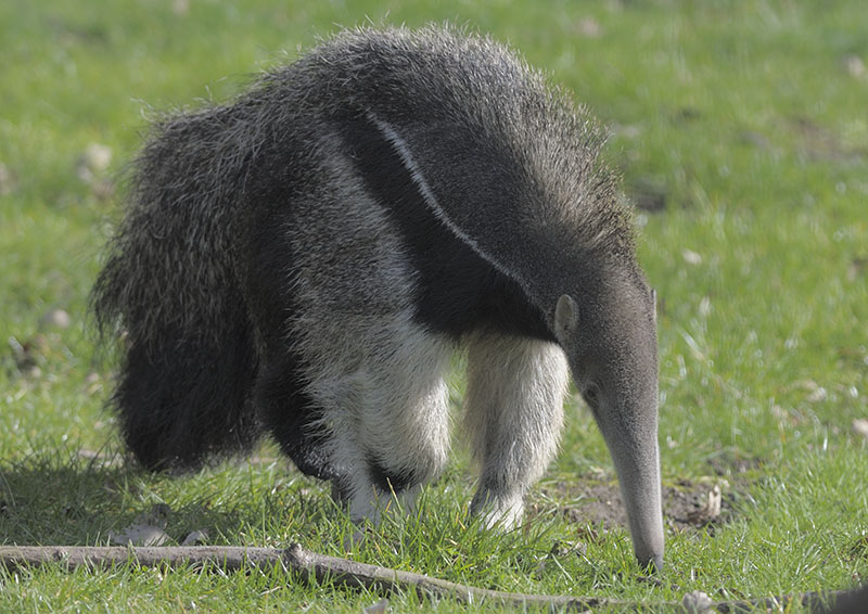 Giant anteater