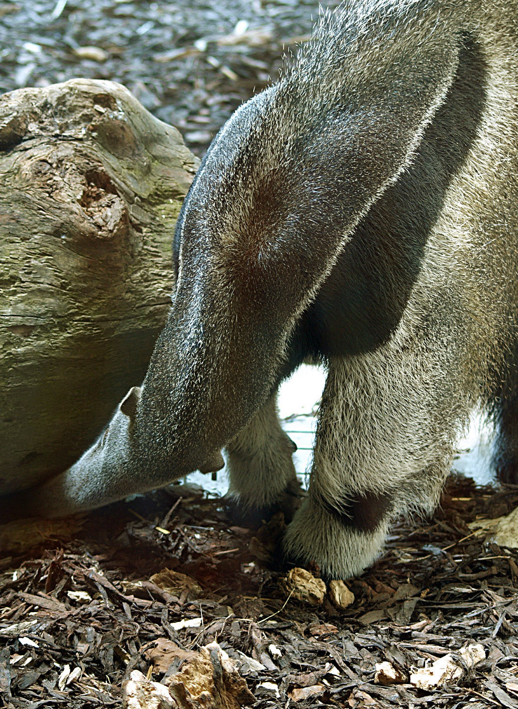 Giant anteater