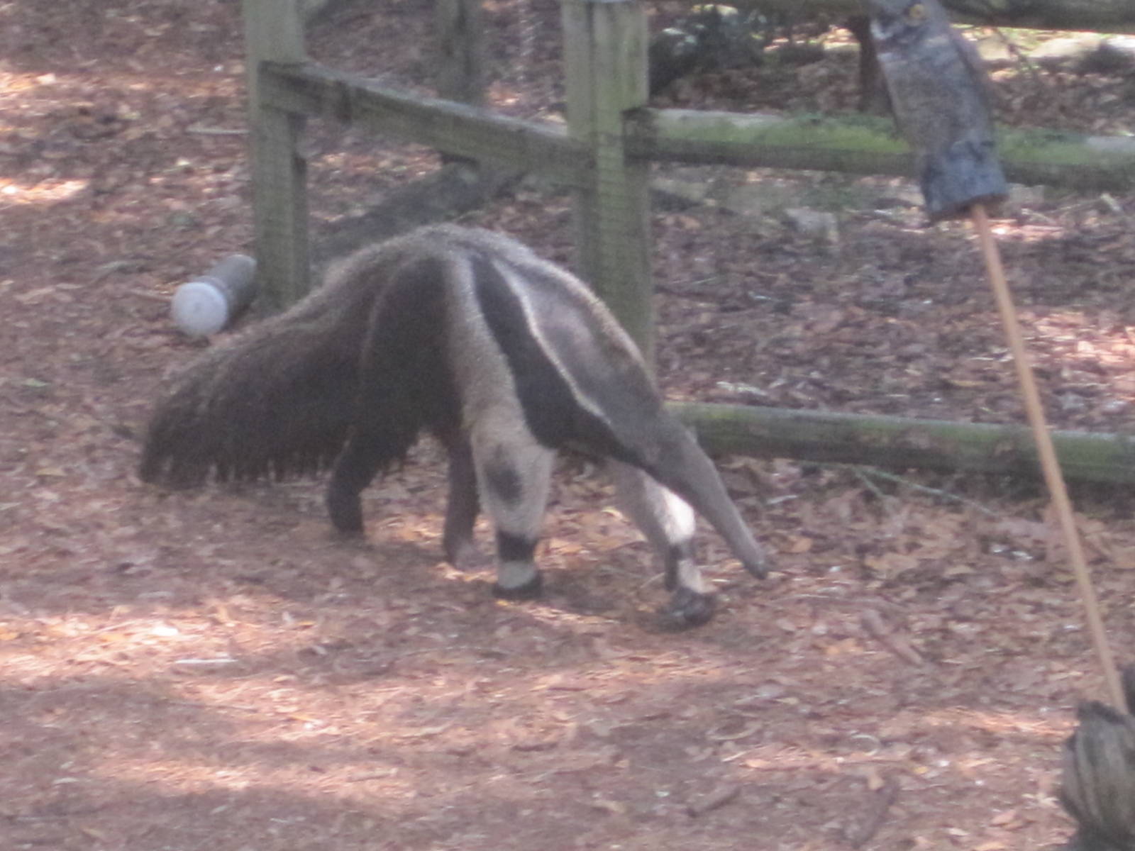 Giant Anteater
