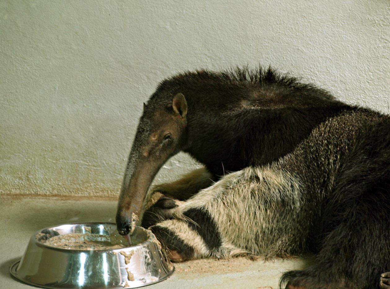Giant anteater