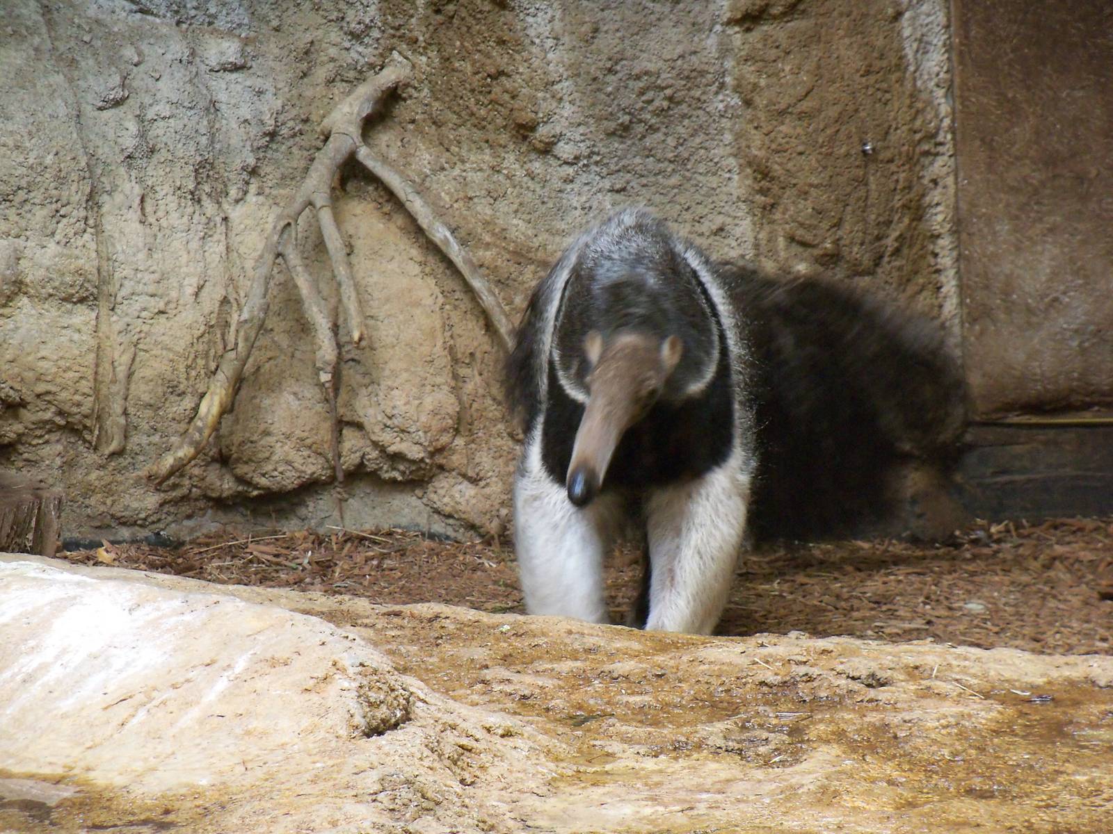 Giant Anteater