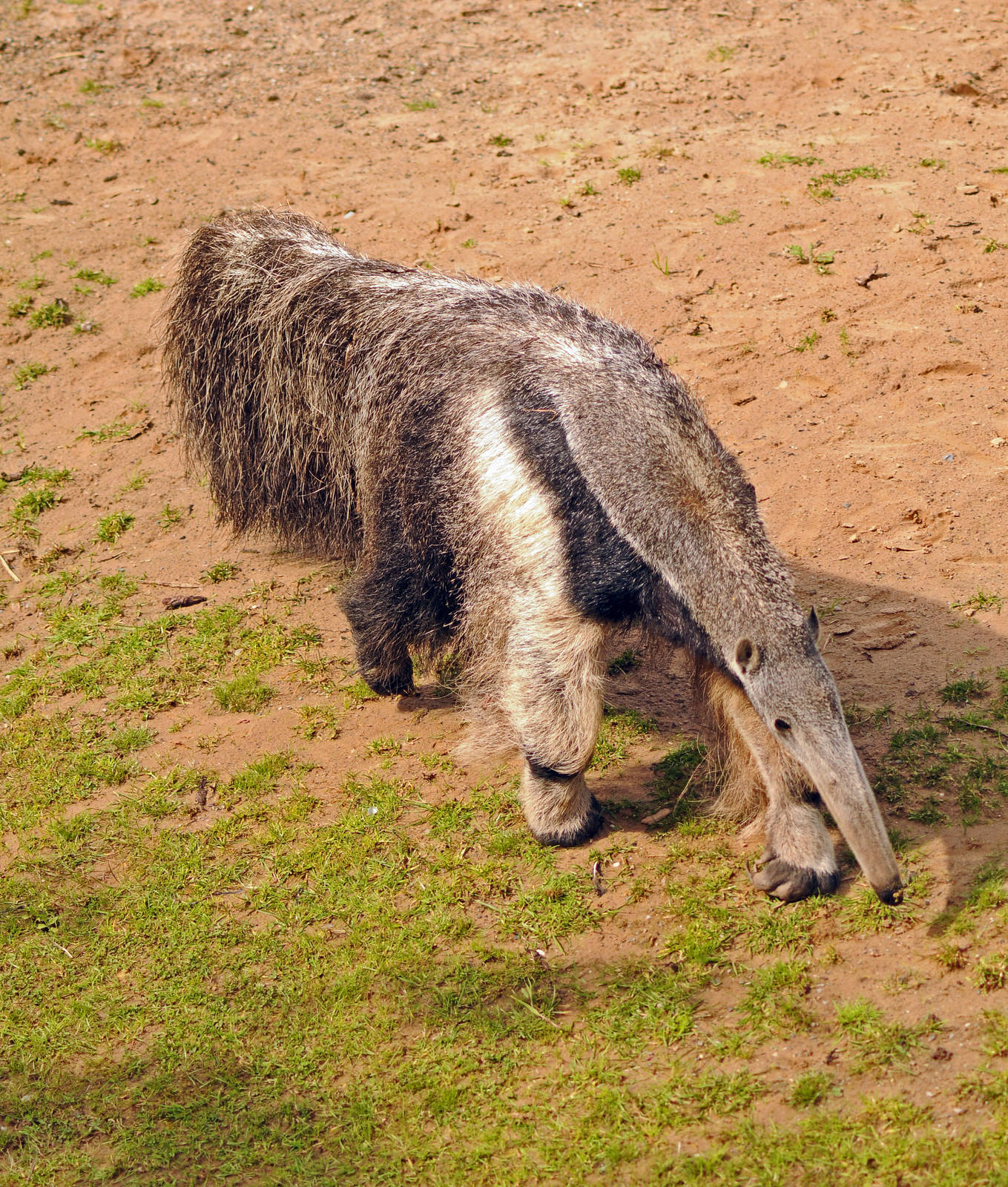 Giant Anteater