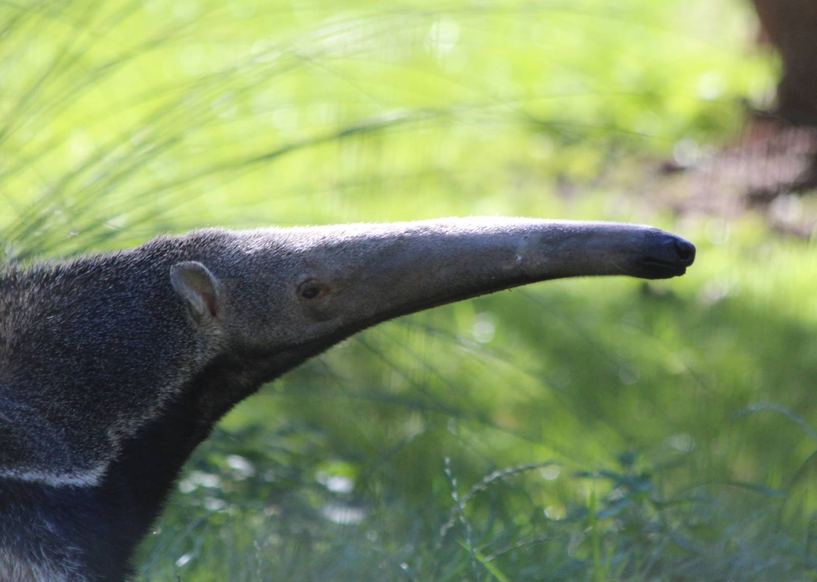 Giant Anteater