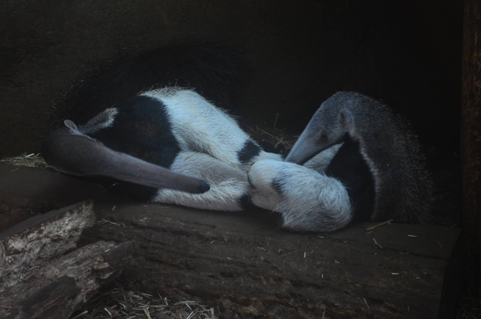 Giant Anteater