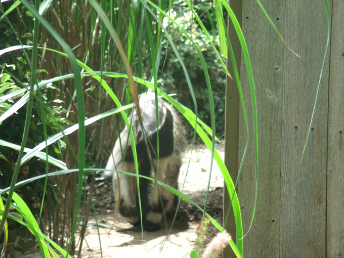 Giant Anteater