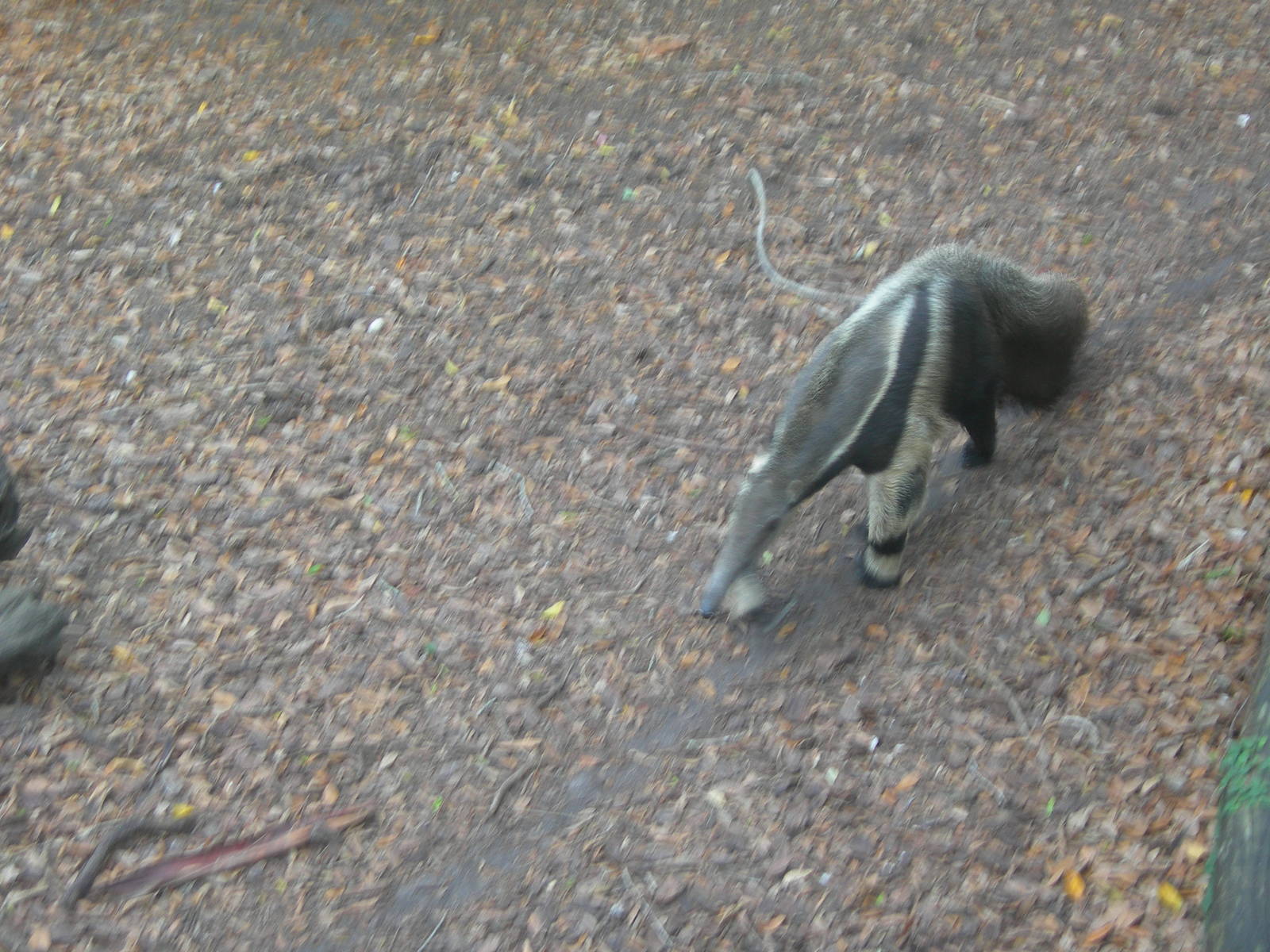 Giant Anteater
