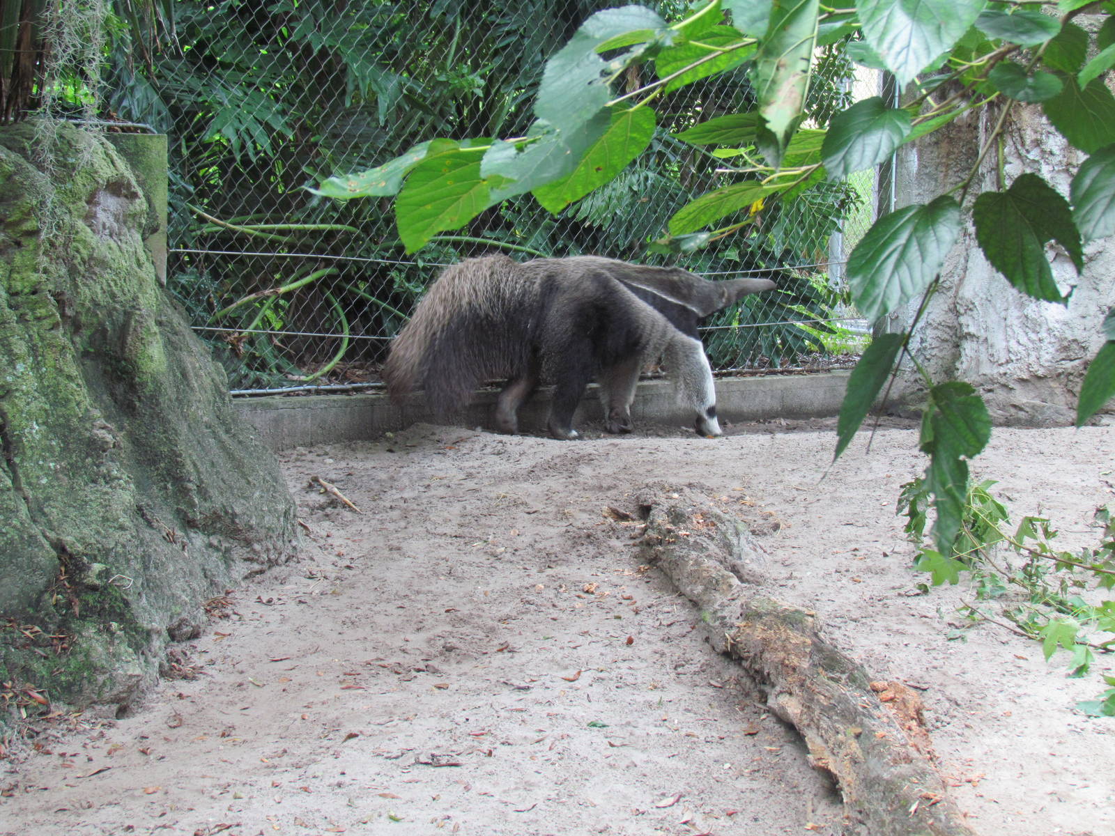 Giant Anteater