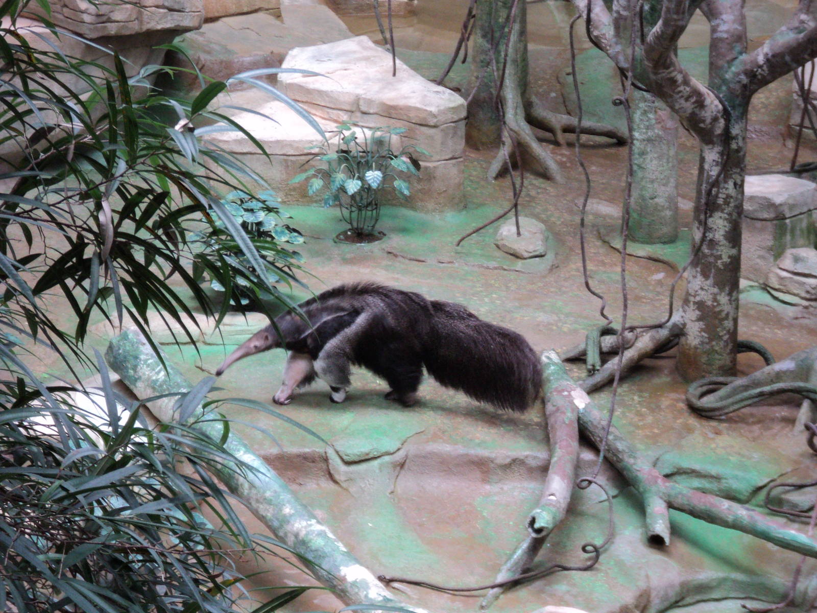 Giant Anteater