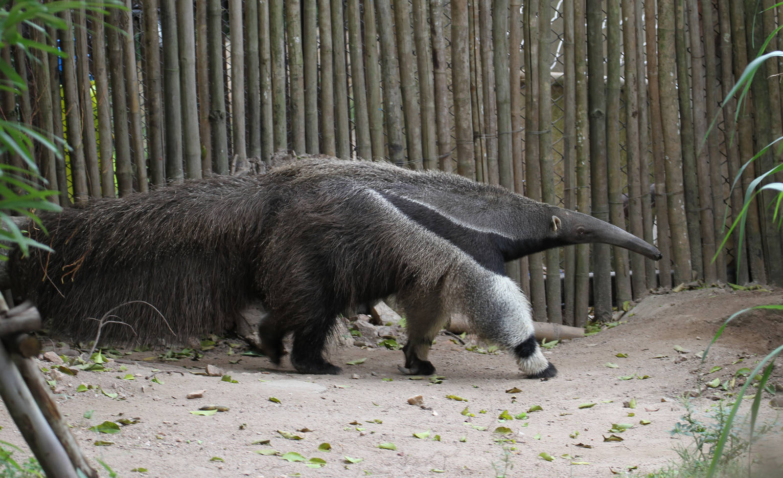 Giant Anteater