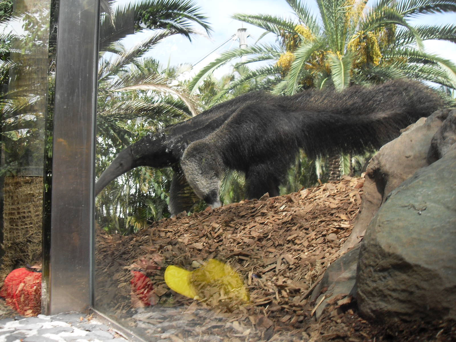 Giant Anteater