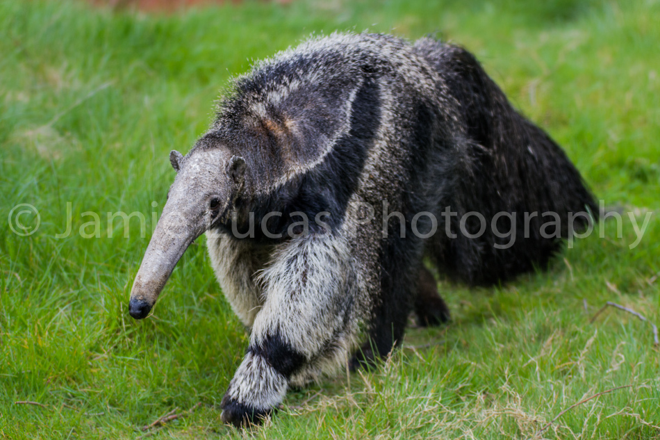 Giant Anteater