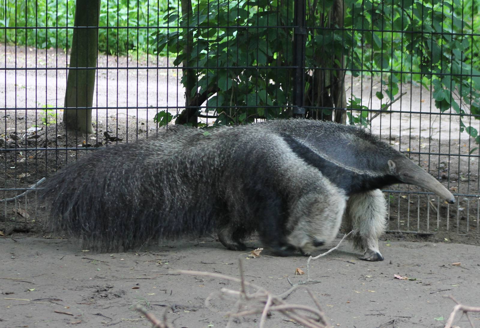 Giant anteater
