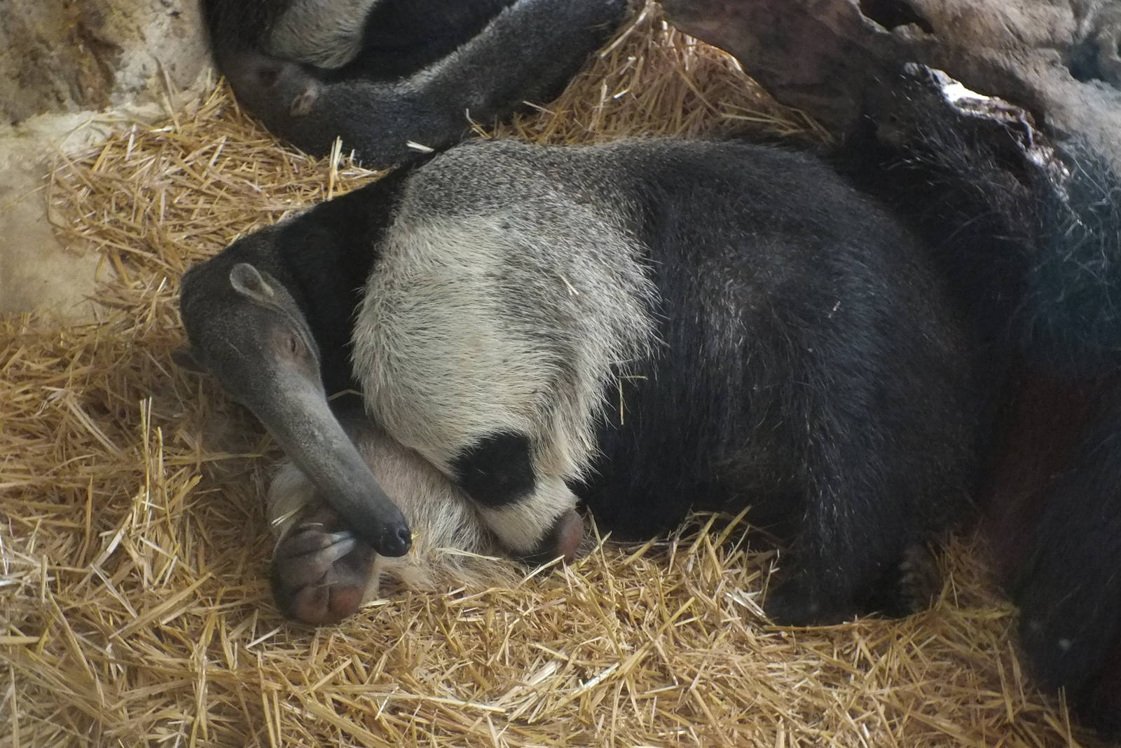 Giant Anteater