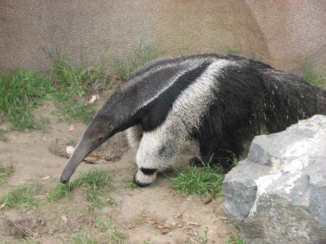 Giant Anteater