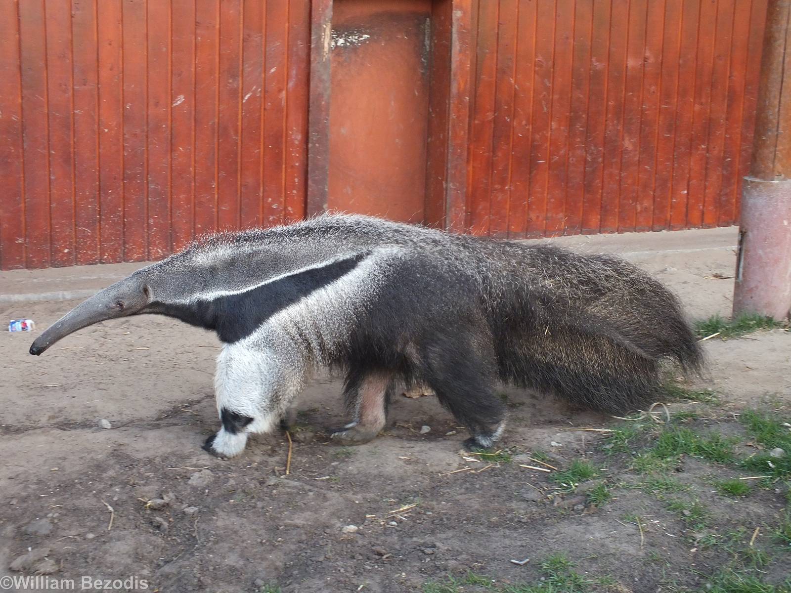 Giant Anteater