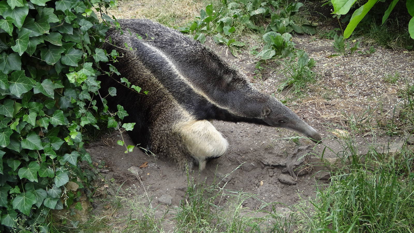 Giant Anteater