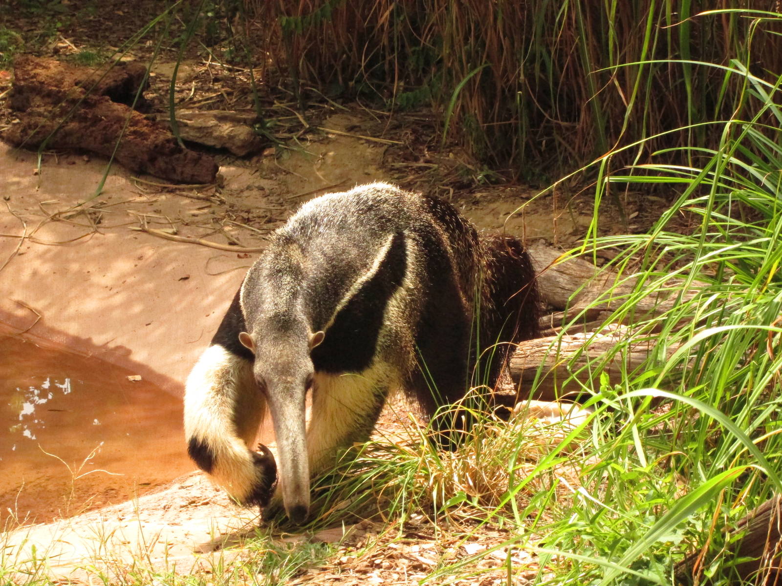 Giant Anteater