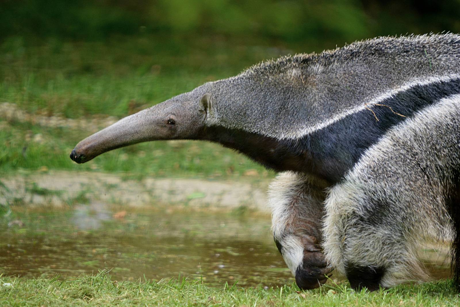 GIANT ANTEATER
