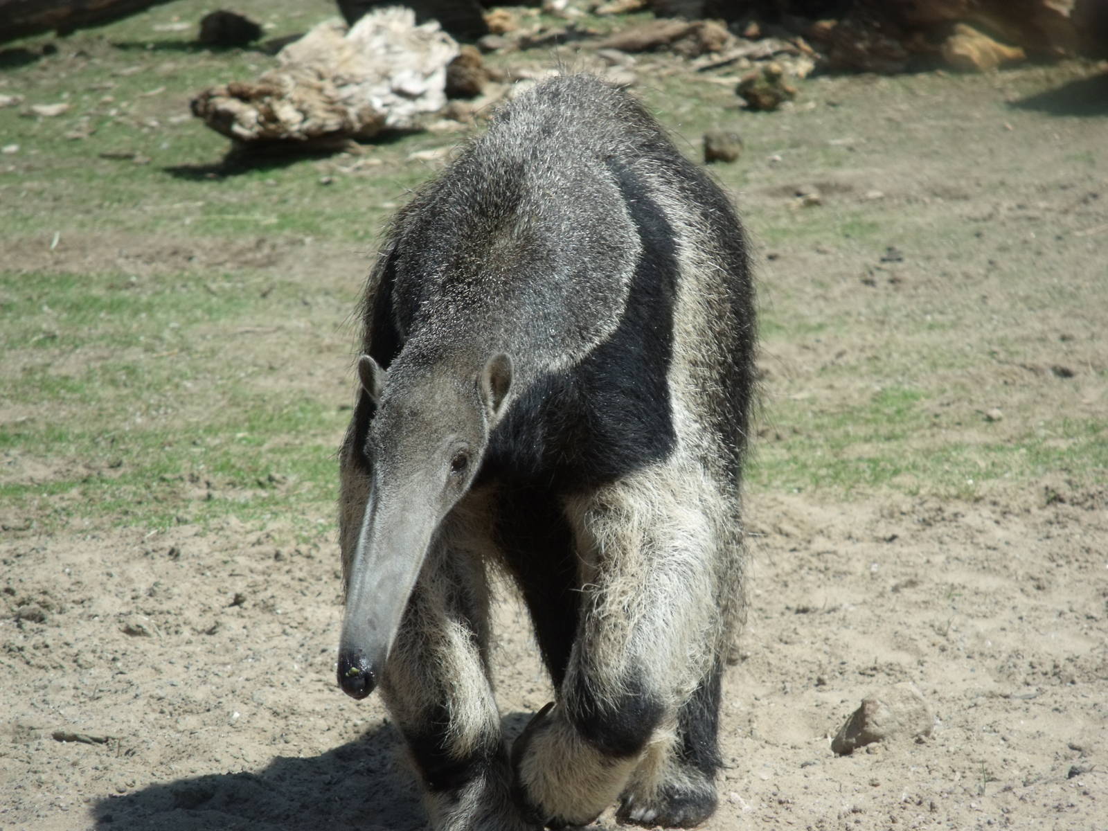 Giant Anteater