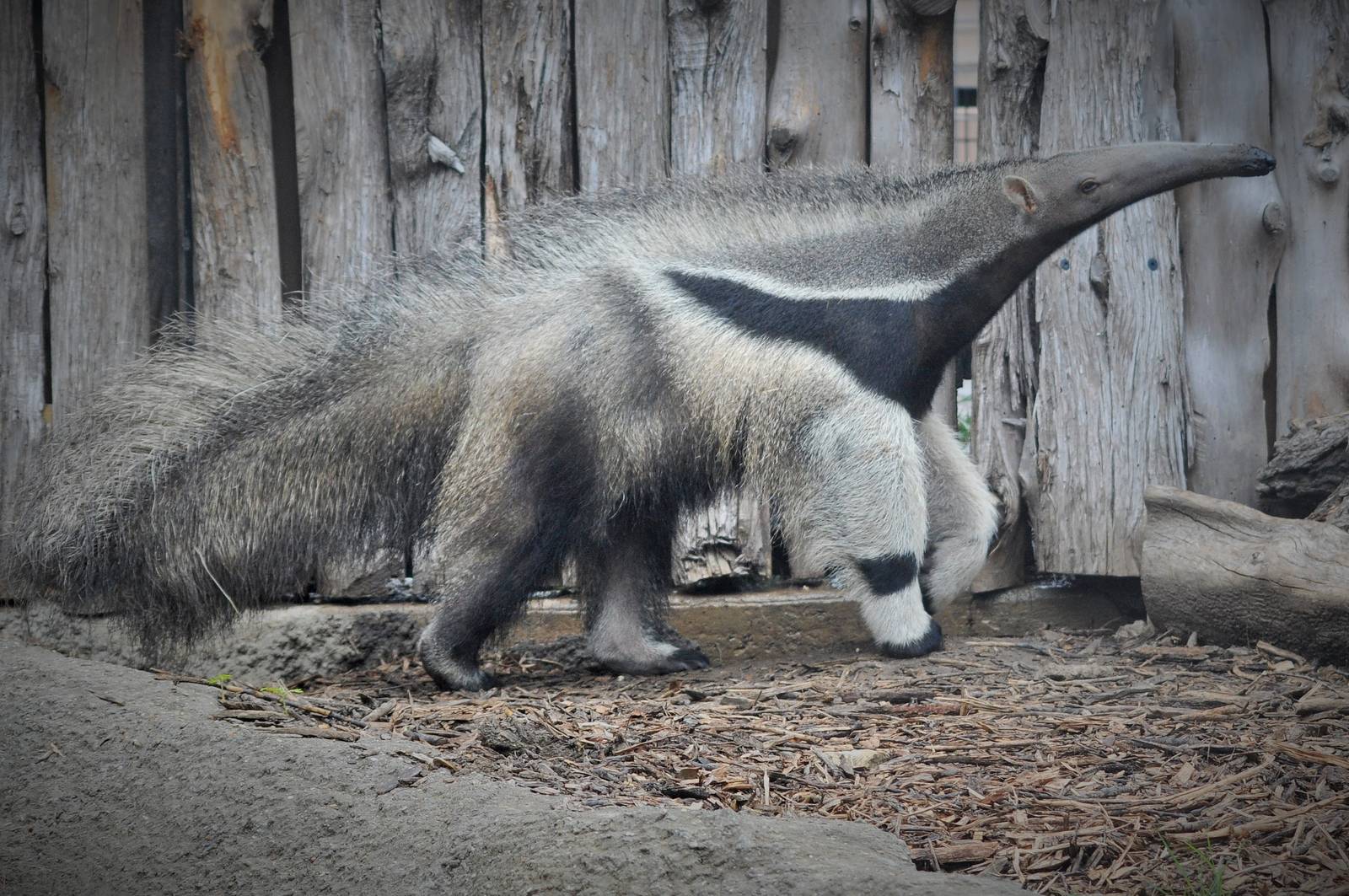 Giant Anteater