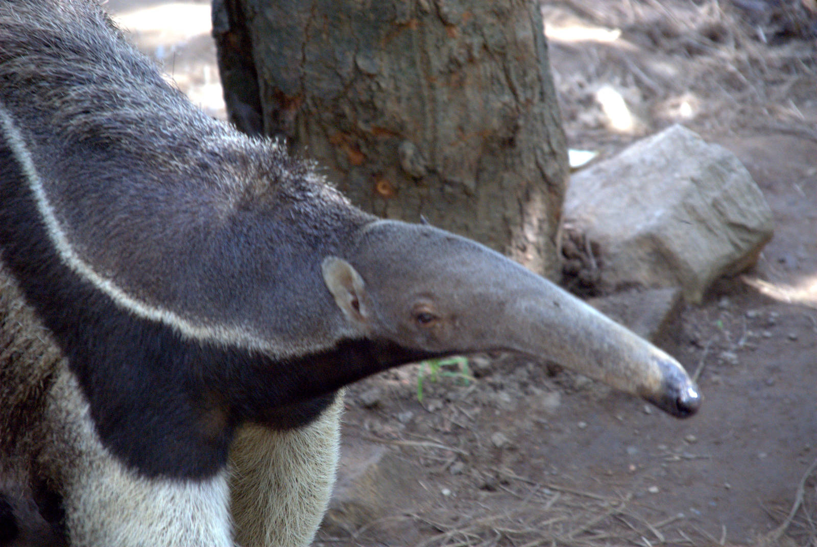 Giant Anteater
