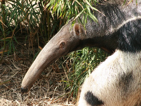 Giant Anteater