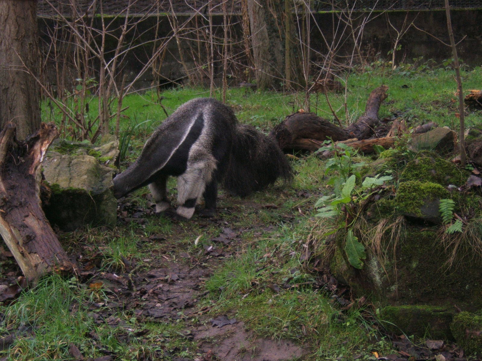 Giant Anteater