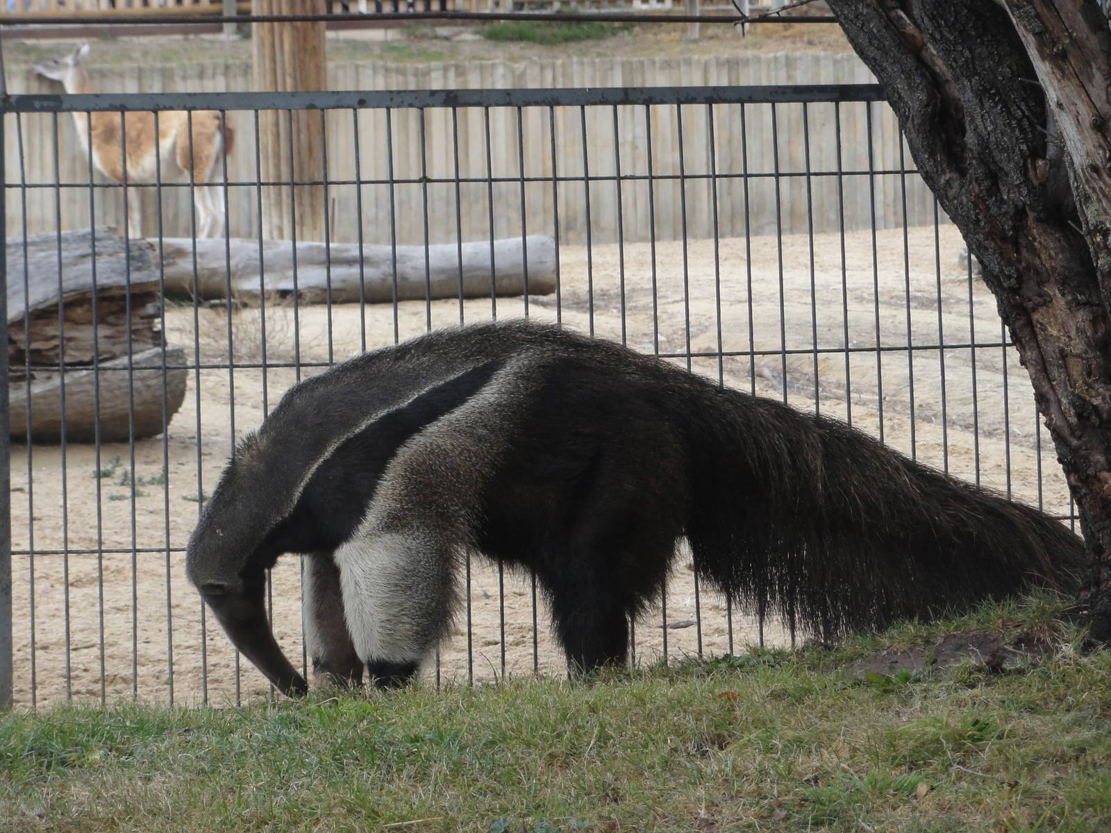 Giant anteater