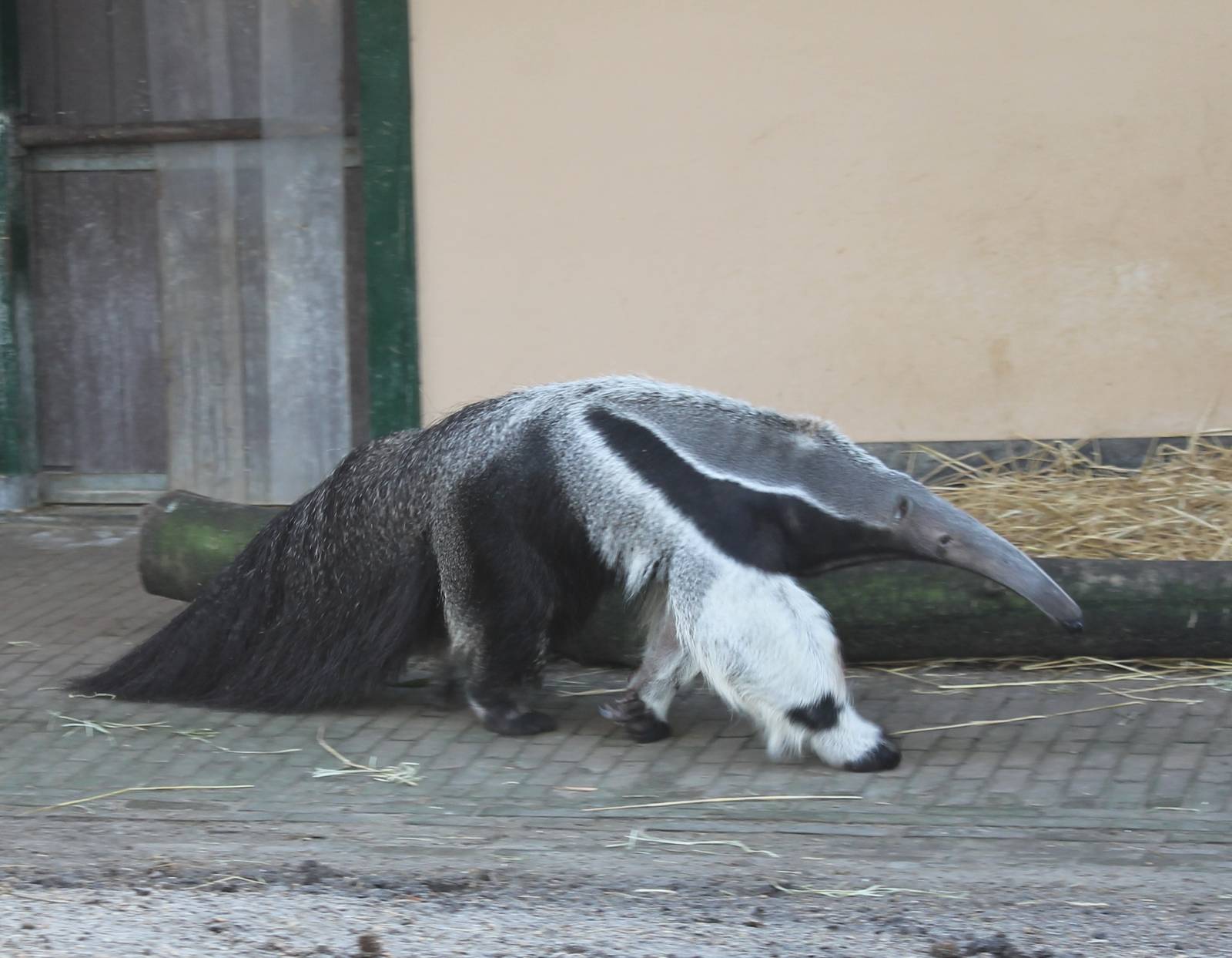 Giant anteater