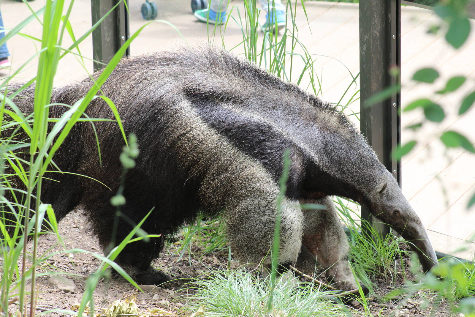 Giant Anteater