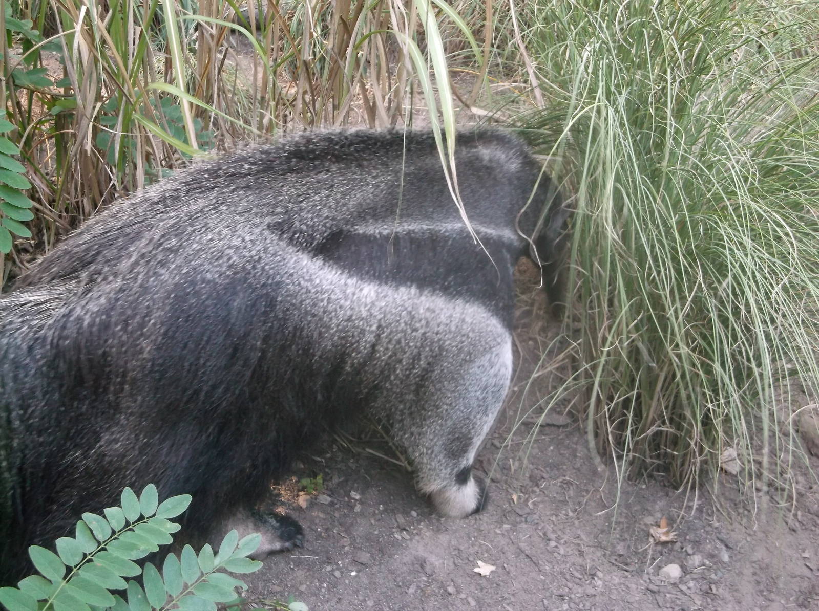 Giant anteater