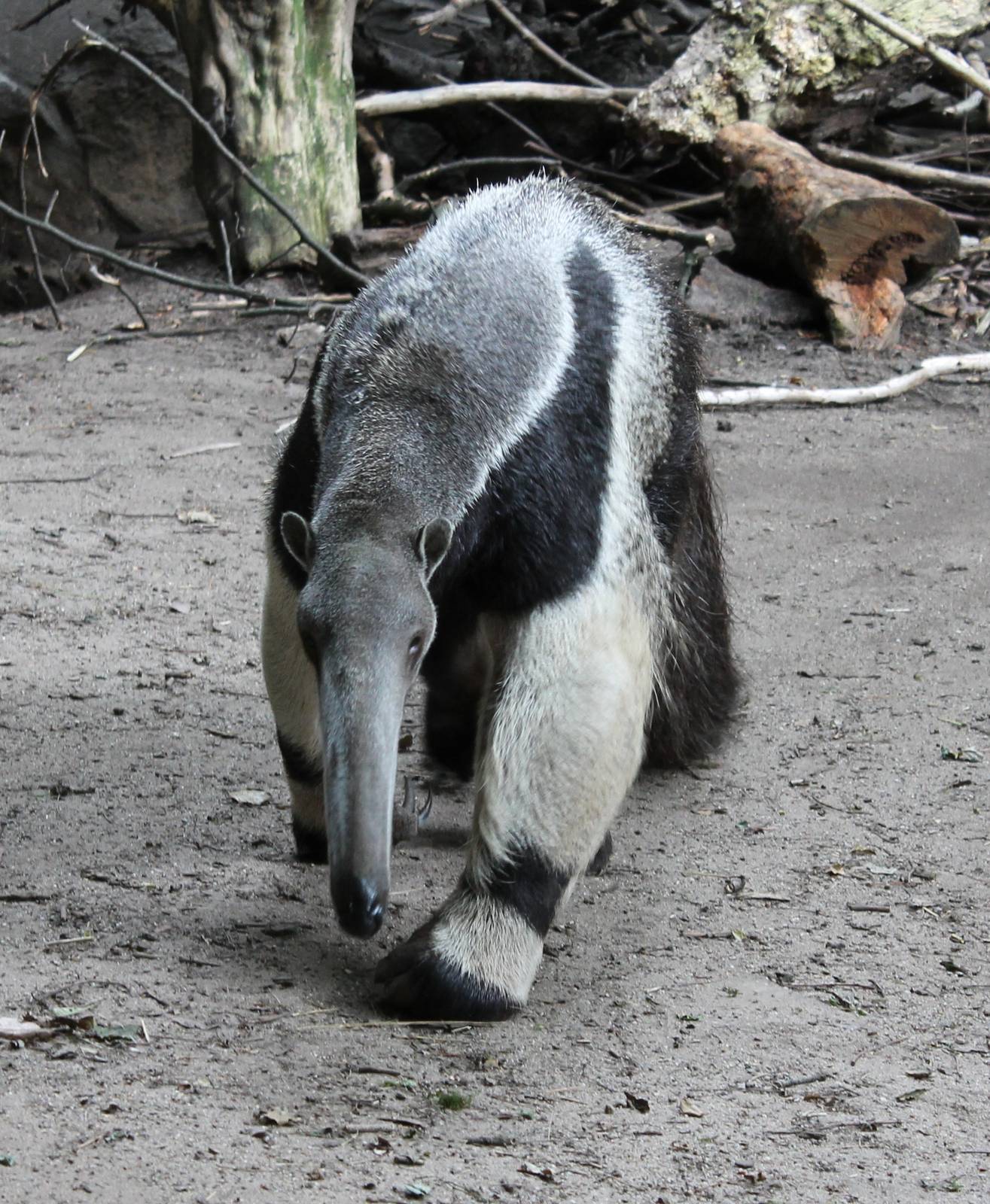 Giant anteater