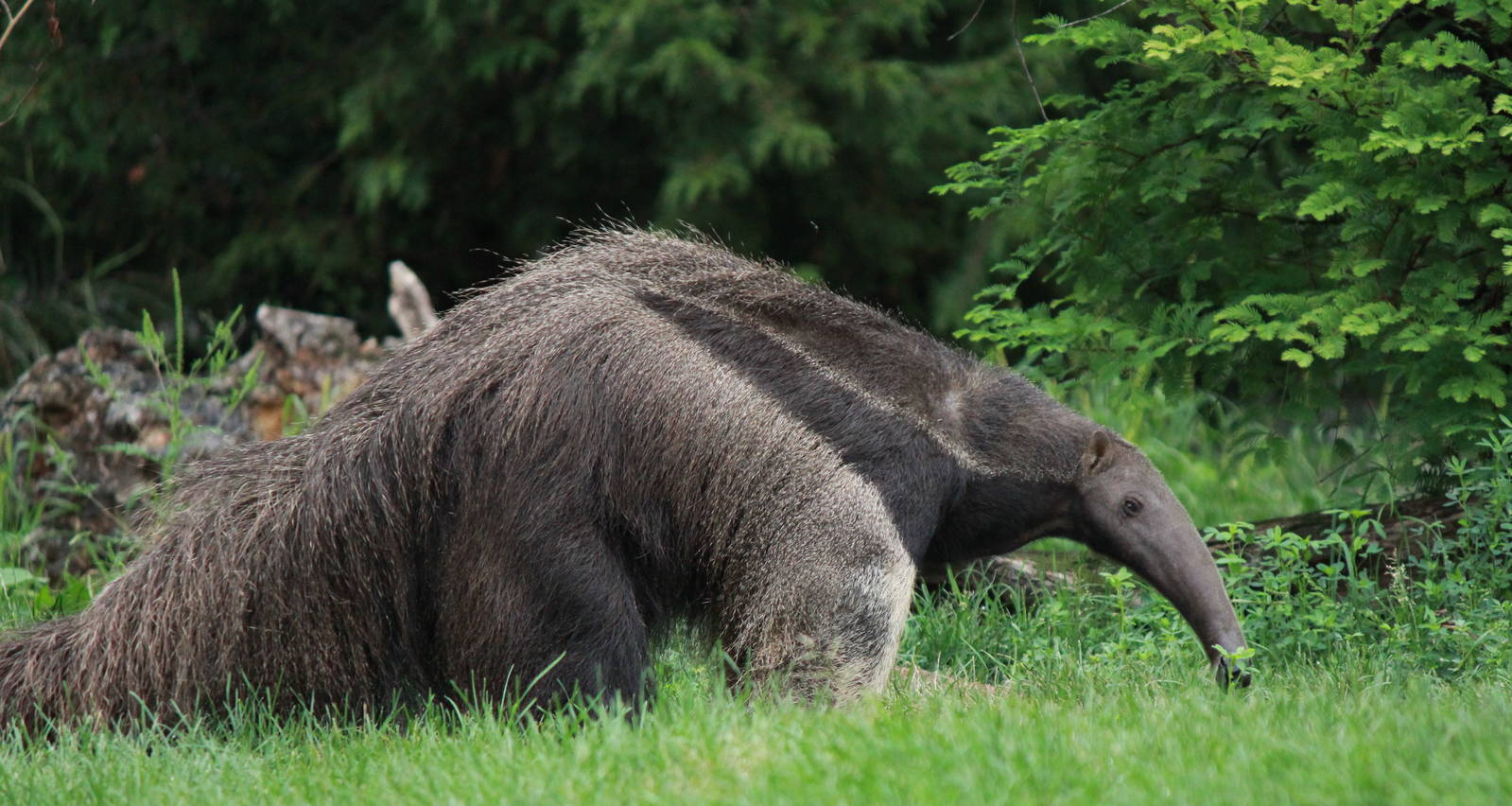 Giant Anteater