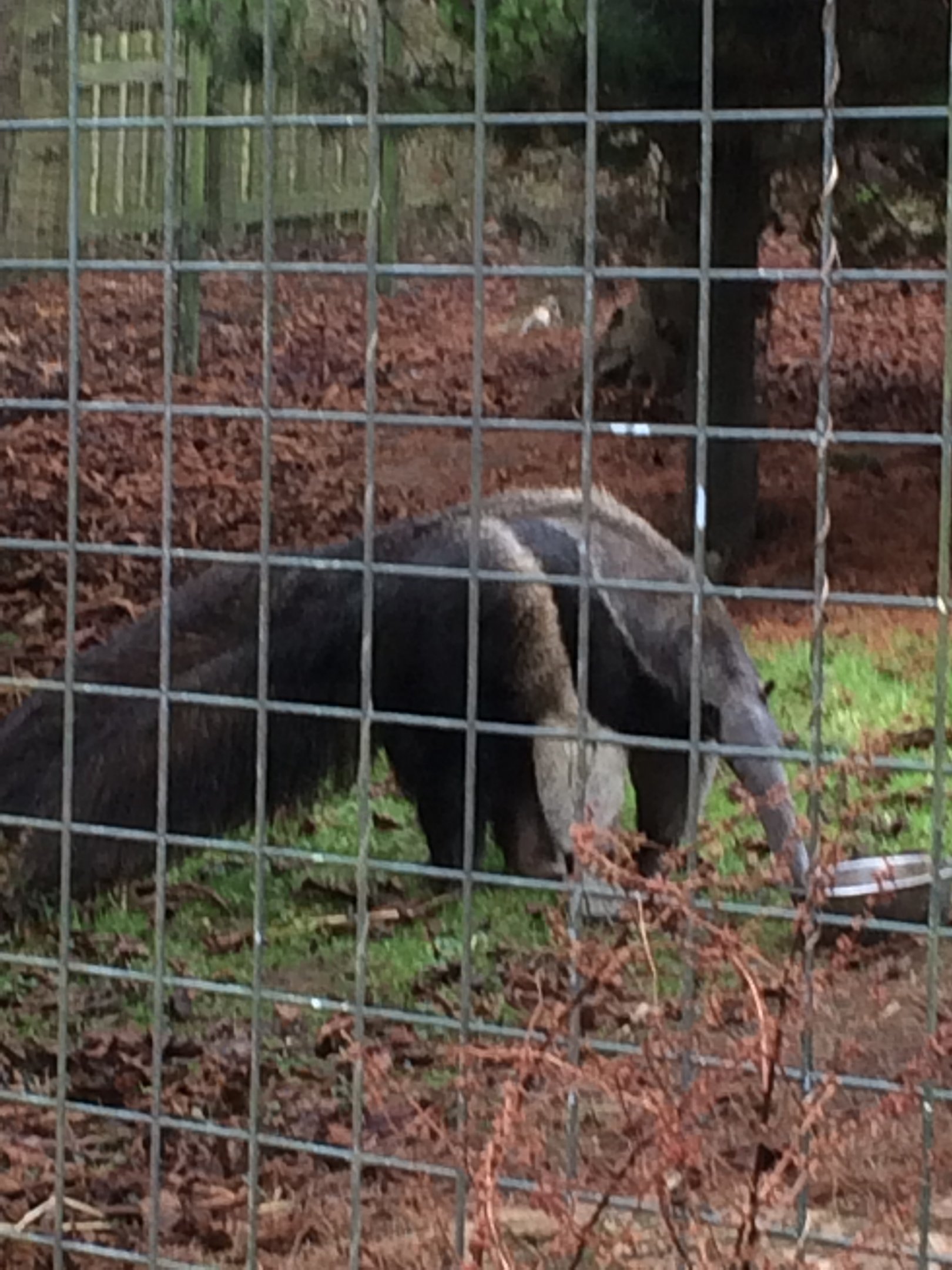 Giant anteater