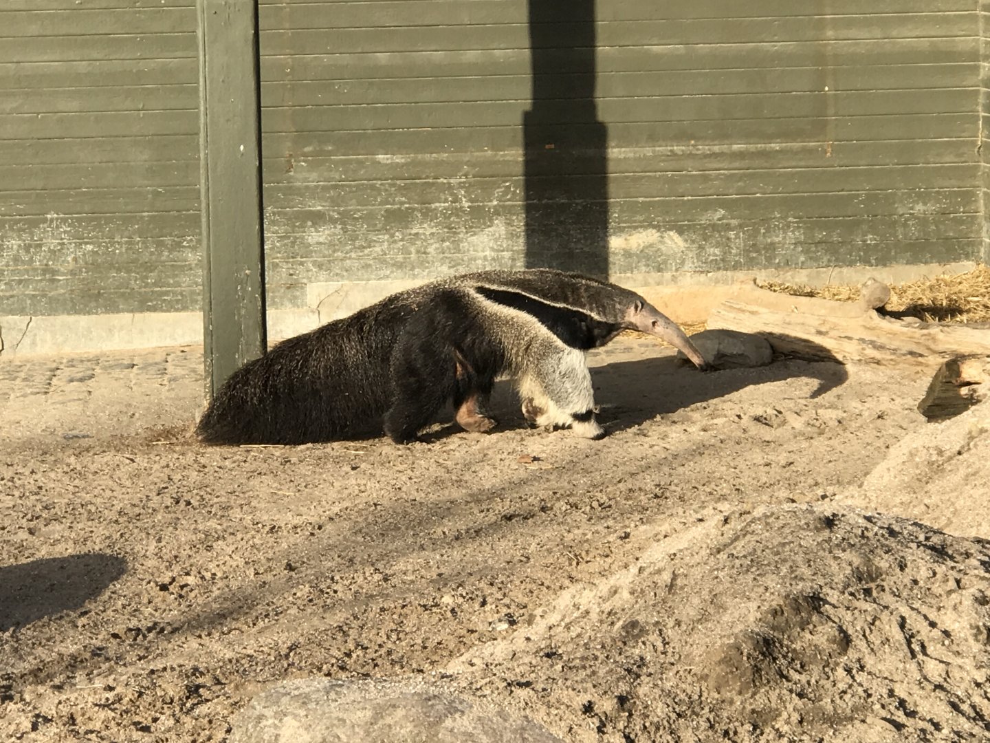 Giant anteater