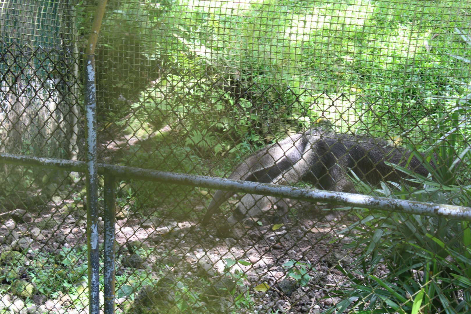 Giant Anteater