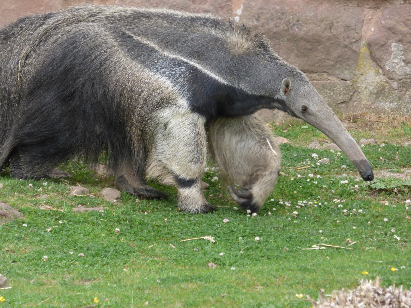 Giant Anteater