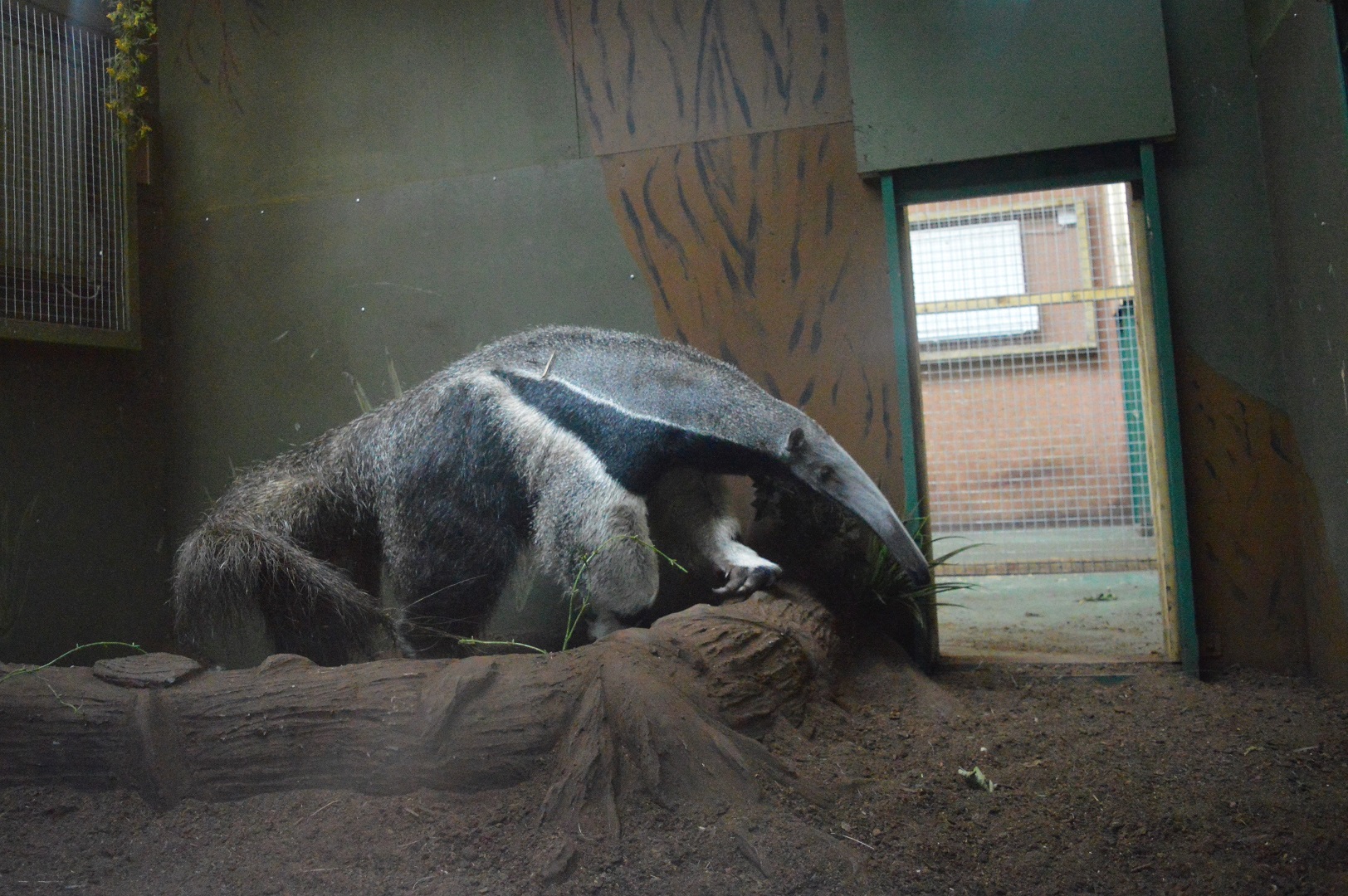 Giant anteater