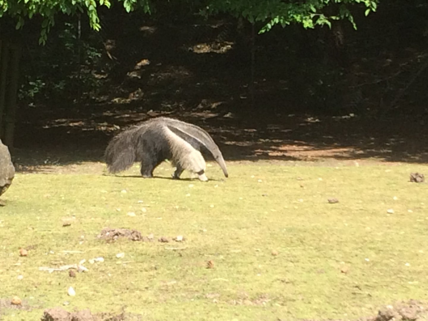 Giant anteater